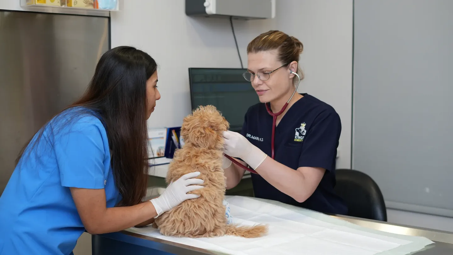 A Kings team member supporting a ginger cat during a consultation