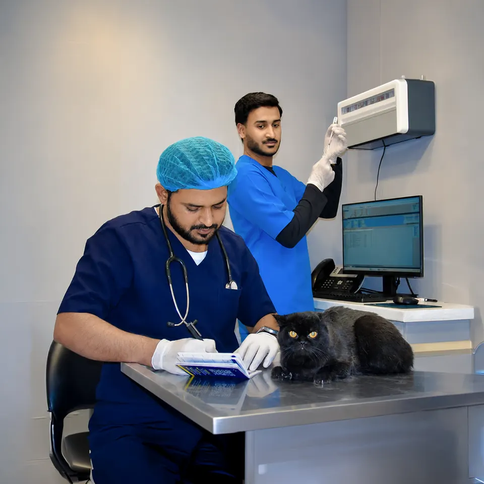Two Kings team members beside a black cat in a consultation room